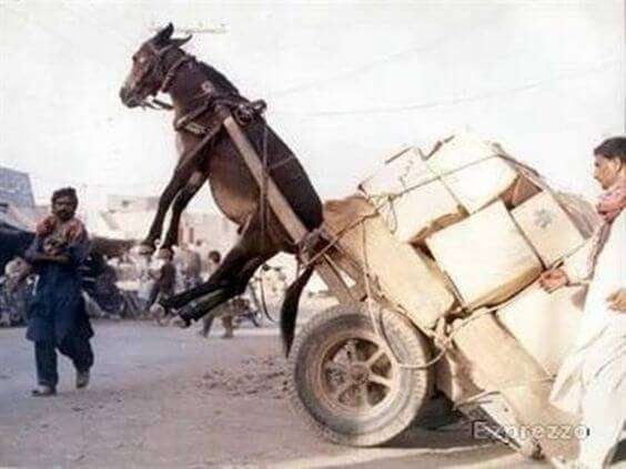 overloaded-donkey.jpg
