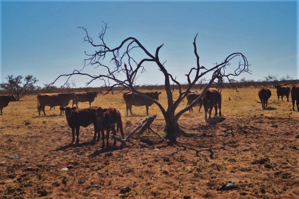 Bore Runner job on a cattle station with cows