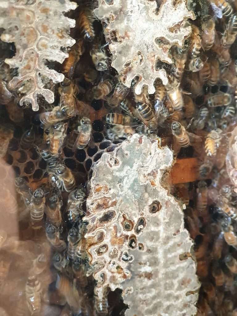 Melita Honey farm Chudleigh tasmania