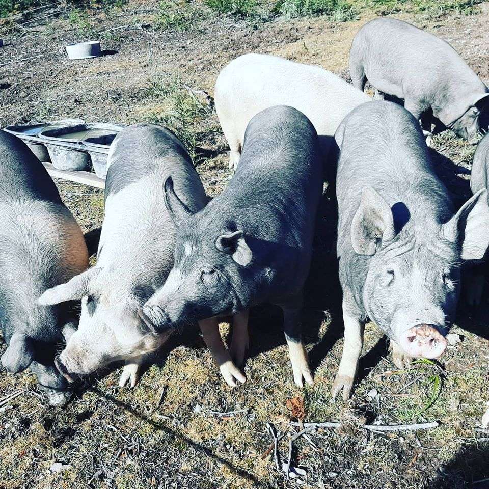 Farm On Franklin Pigs