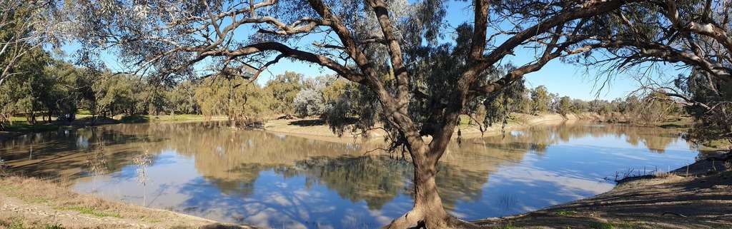 bourke mays bend free camp nsw river camp trees Darling River